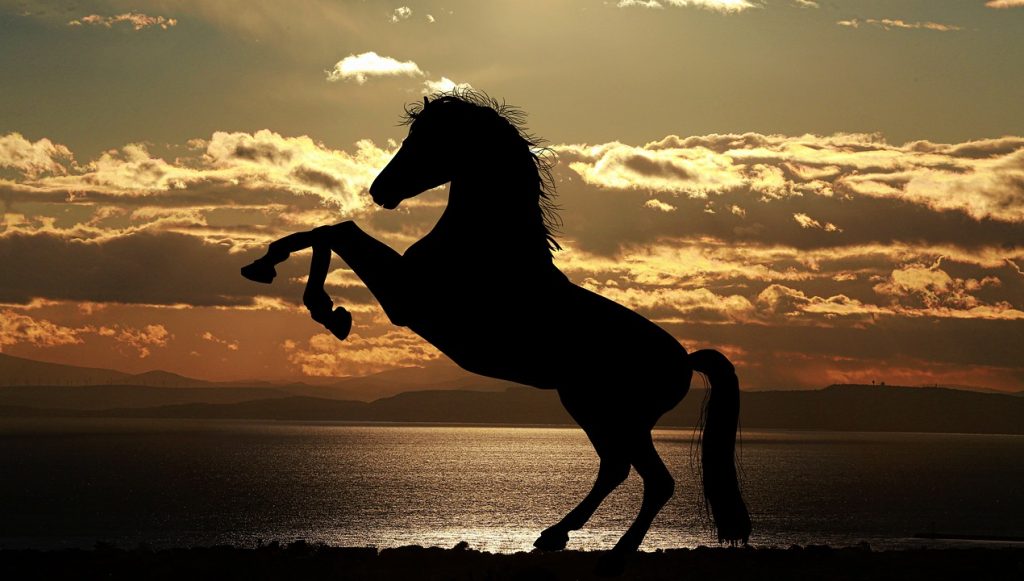 Die Krieger des Lichts Horse 1804425 1280 E1733692446829 1024x581